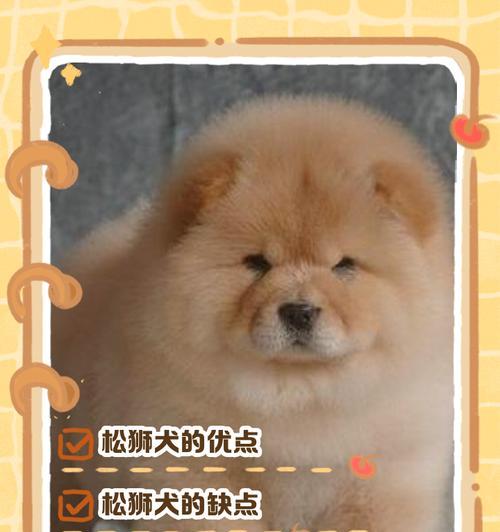 松狮犬的饮食频率（合理安排松狮犬的饮食时间，让它健康快乐）