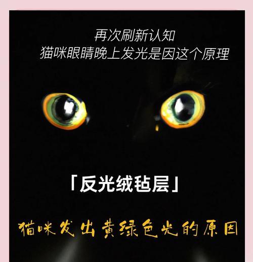 猫咪是否怕黑？探讨猫咪在黑暗中的视力变化（光线对猫咪视力的重要性及如何给猫咪提供足够的光线）