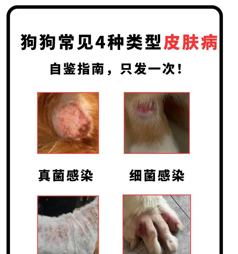 探究博美幼犬常见病，保护你的宠物健康（了解博美幼犬的常见病症，预防胜过治疗）