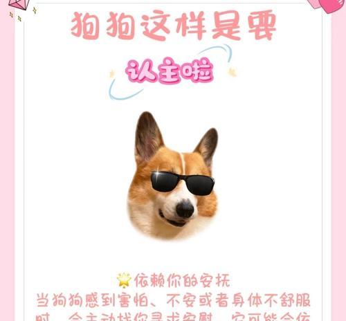 狗狗记仇的表现与原因（小心被记一辈子！如何看出狗狗是否记仇？）