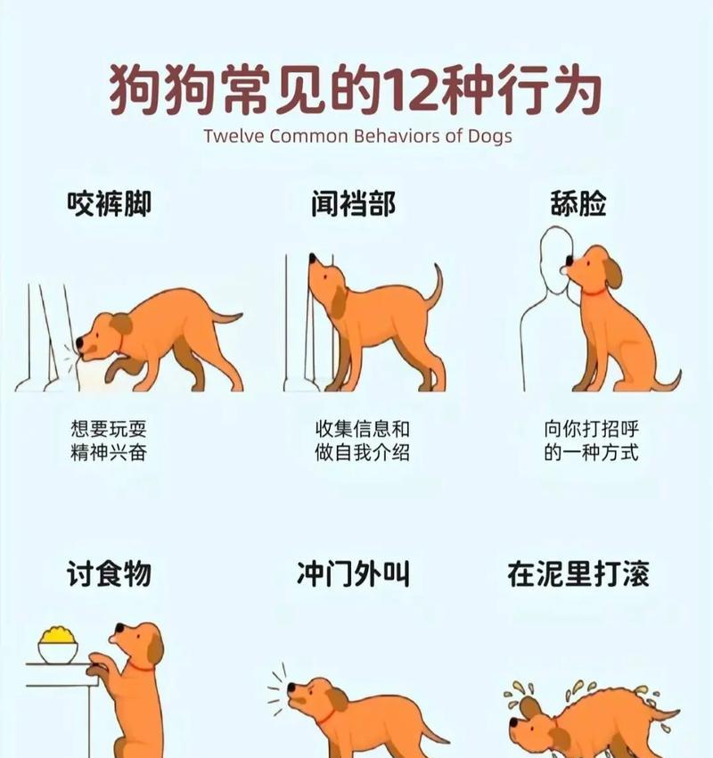 如何训练新手狗狗在固定地点大小便？（经验分享，让你的狗狗养成良好的大小便习惯）