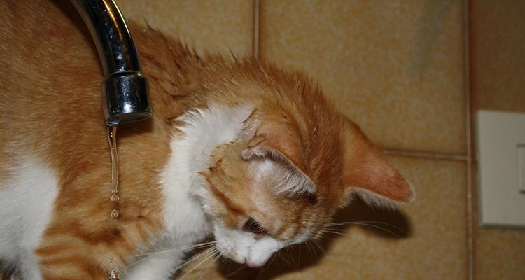 小猫洗澡的时机与方法（探讨刚出生小猫洗澡的最佳时机和正确方法）