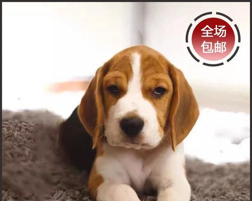 探索小型短毛犬的特点与品种选择（小型短毛犬）