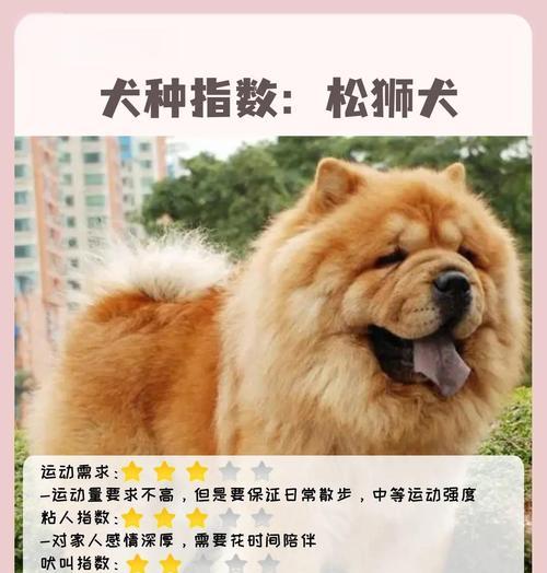 松狮犬的价格及购买注意事项（了解松狮犬的价格与购买要点，做出明智选择）
