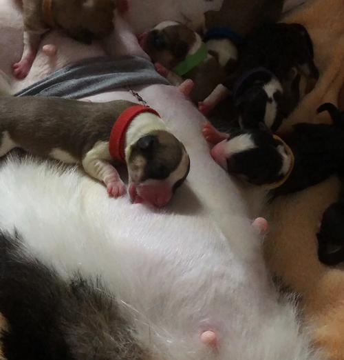 柯基犬怀孕一窝能生多少只狗狗？（揭秘柯基犬生育能力，）