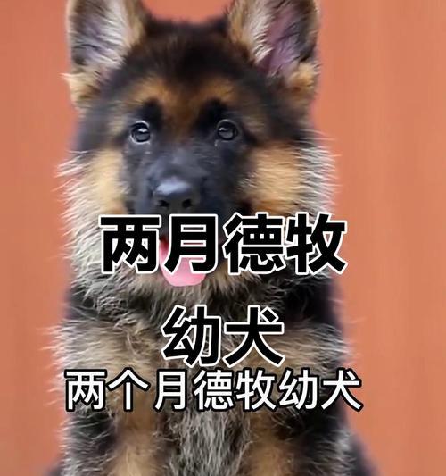 幼犬疫苗品牌大揭秘！（了解这些关键信息，守护你的小狗宝贝健康无忧）