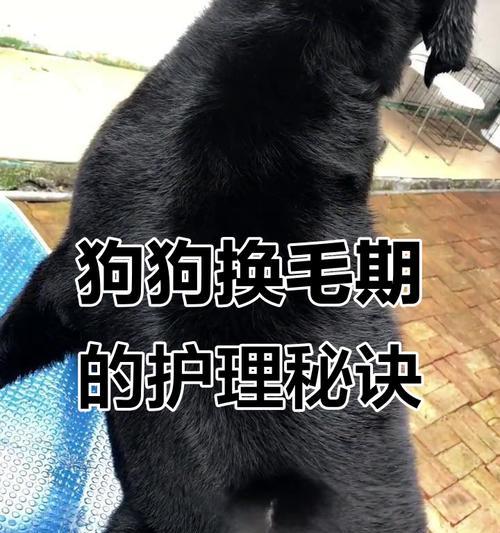 狗狗的换毛期（宠物主人必须知道的关键信息）