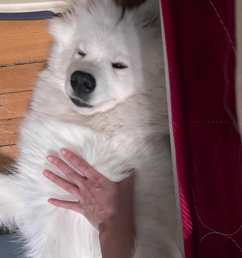 萨摩睡觉时间的探究（揭秘萨摩狗狗的睡眠习惯与需求）