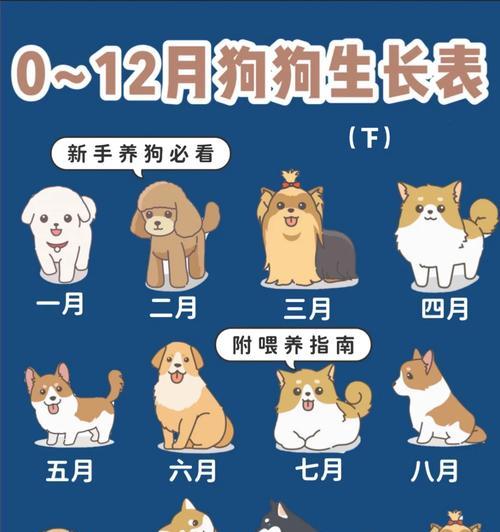 奶狗驱虫狗排泄的周期及注意事项（以奶狗驱虫狗多久排泄为主题的详细指南）