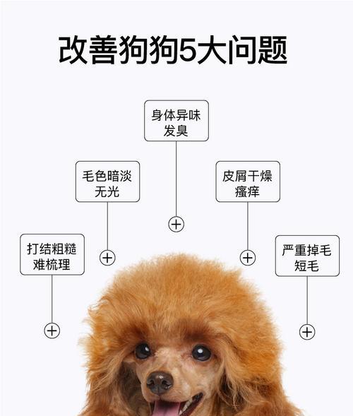 泰迪犬宝宝洗澡的最佳时间（了解泰迪犬宝宝洗澡的时间表）