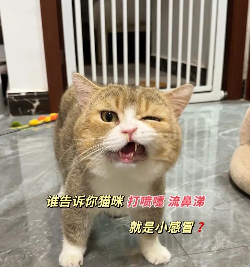 猫咪感冒的疗程及注意事项（有效措施帮助猫咪尽快恢复健康）