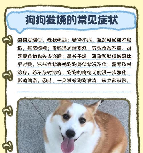 小狗常见症状及应对措施（了解小狗的病症，保护它们的健康）