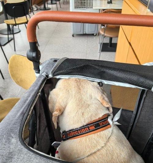 带狗狗出去多久才合适？（探讨狗狗外出时间的最佳安排）