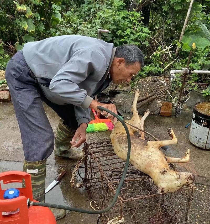 江西市场主要销售土狗品种的城市有哪些？（从市场角度了解江西城市土狗买卖的现状和趋势）