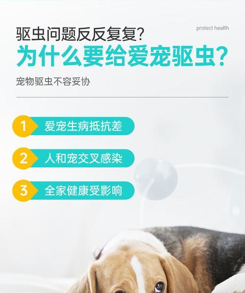 金毛犬的驱虫时间及注意事项（金毛驱虫的周期、方法和重要性）