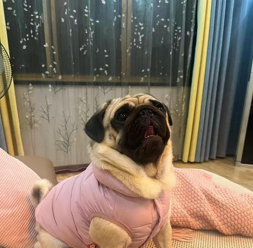 八哥犬的预防接种预防措施（八哥犬预防接种的重要性和时间安排）