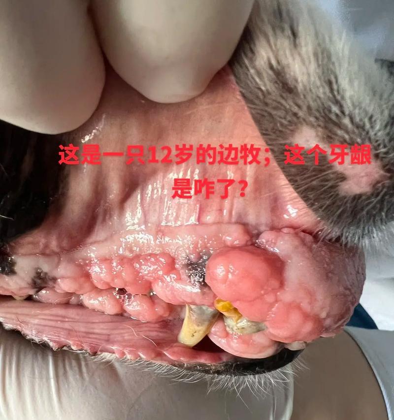狗手术后的饮食恢复时间（狗手术后何时开始进食？）