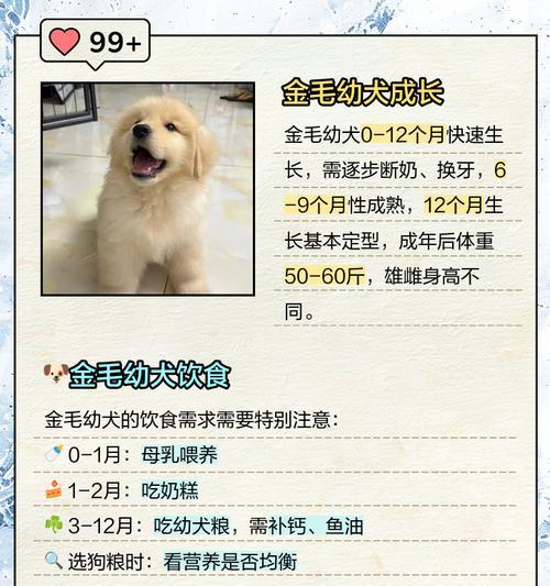 金毛接种疫苗后多久能进行犬瘟检测？（疫苗接种后的检测时机与注意事项）