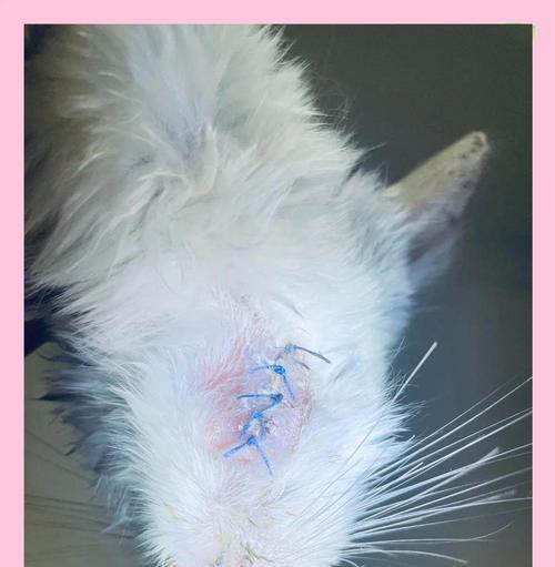 龙猫生病的常见症状及应对方法（了解龙猫生病的常见症状和正确应对方法，保护您的爱宠健康快乐）