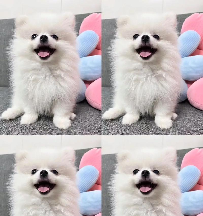 博美犬的疫苗接种时间及注意事项（探索博美犬疫苗接种的最佳时间和保健要点）