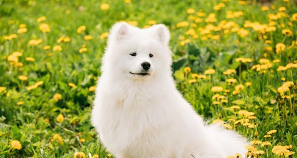 探秘萨摩犬的多样品种（从长毛到短毛，萨摩都的世界）