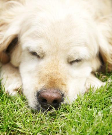 金毛犬的夜间睡眠习惯研究（揭秘金毛犬夜晚睡眠的时长和特点）