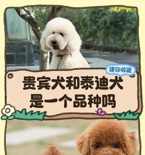 泰迪的年龄相当于人的几岁？（揭秘泰迪犬的年龄计算法及其对人类的对应关系）