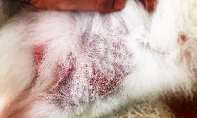 了解常见的猫咪皮肤病及其治疗与预防（猫癣的预防和治疗方法及注意事项）