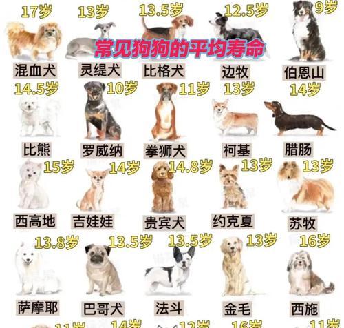 犬遗传疾病少的原因及预防措施（探究犬遗传疾病发生较少的原因，并提出相应的预防方法）