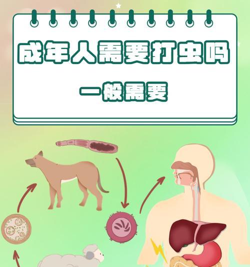 吃过打虫药多久会有反应？（揭秘打虫药的效果时间及注意事项）
