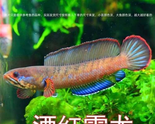 探索神秘的龙鱼世界（了解养龙鱼的基础知识，让你成为养鱼达人）