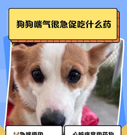狗狗大喘气后多久生（探寻狗狗喘气后的生育时间与注意事项）