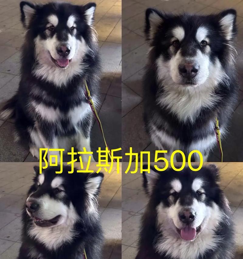 探索小阿拉斯加的溜冰之旅（冰雪乐园，体验极致速度与自由）