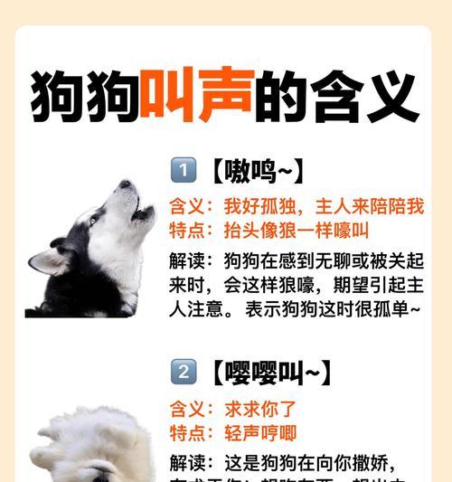 狗狗的无私爱意（探寻狗狗对主人的深情表达）