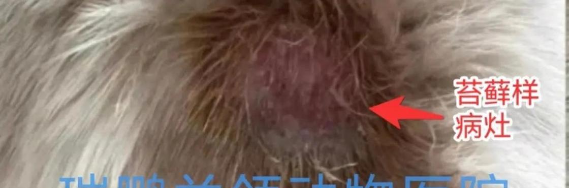 猫咪长猫藓怎么办？解决方法大揭秘！（猫藓治疗方法、预防措施及护理要点一网打尽）