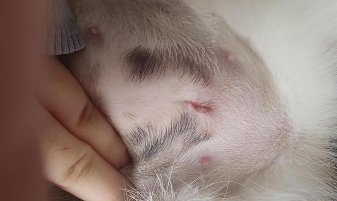 母猫绝育伤口的恢复时间及注意事项（了解母猫绝育手术后伤口恢复的过程和护理方法）