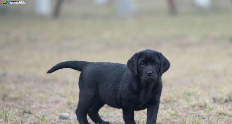 如何挑选纯种的拉布拉多犬？（技巧、特征和鉴别）