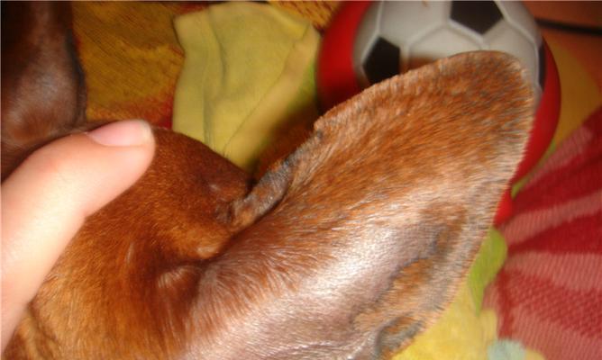 宠物美容中耳朵缺块肉的原因及处理方法（探究宠物美容过程中导致耳朵出现缺块肉的原因以及如何处理）