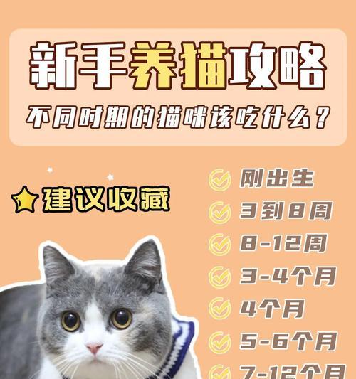 猫出生多久可以吃东西？（了解猫咪饮食时间的重要性）