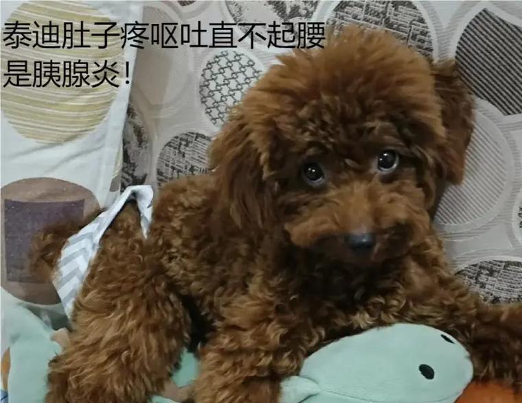 泰迪犬体臭的原因及有效处理方法（消除泰迪犬体臭的五种简单方法）