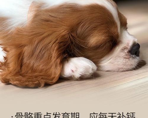 金毛补钙需要持续多久？（探讨金毛补钙的时间和方法）