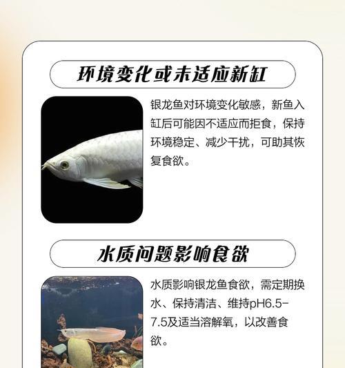 银龙鱼的饲养技巧（学习如何正确养护银龙鱼，让它们健康茁壮成长）