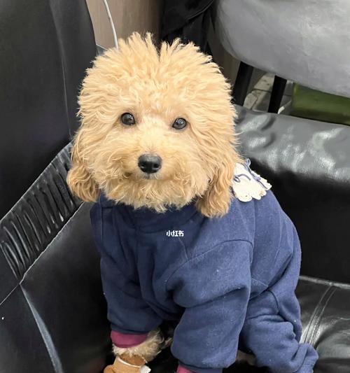 泰迪怀孕周期及分娩时间的探究（泰迪犬的繁殖特点和生育过程）