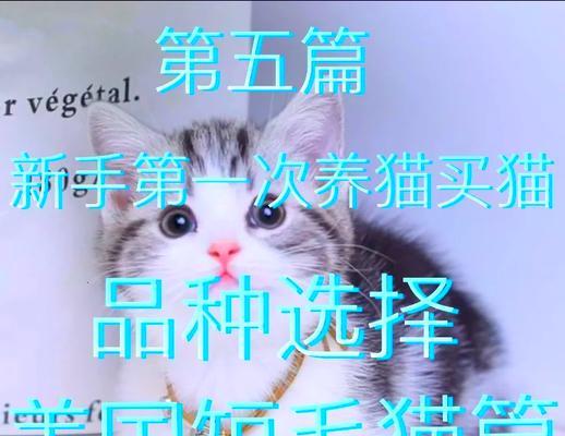 养美短猫的五个缺点及对它的爱与执着（美短猫）