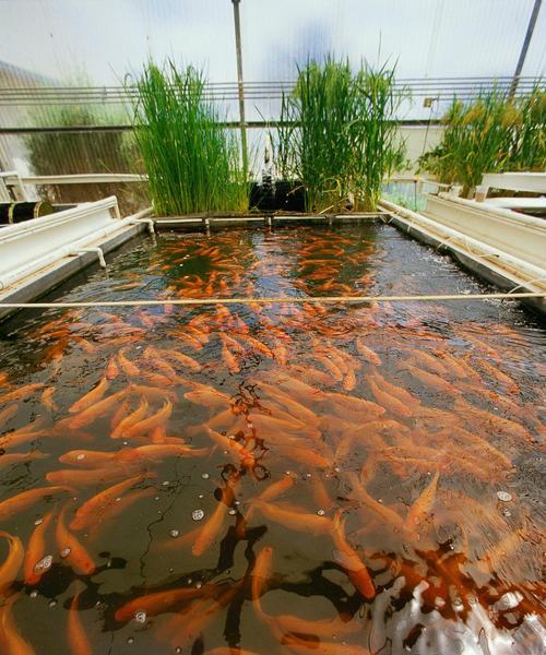 夏季养护锦鲤的终极指南（夏季如何养好锦鲤，关键在于以下这些要点）