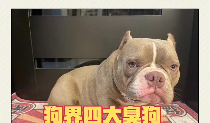 短鼻犬（深入探索短鼻犬的品种和特征）