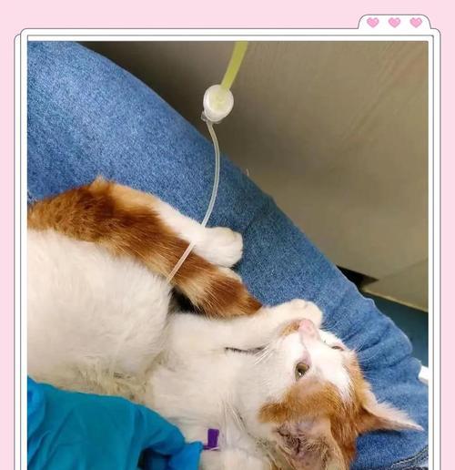 猫咪肝炎（不容忽视的疾病，猫肝炎的类型分析）