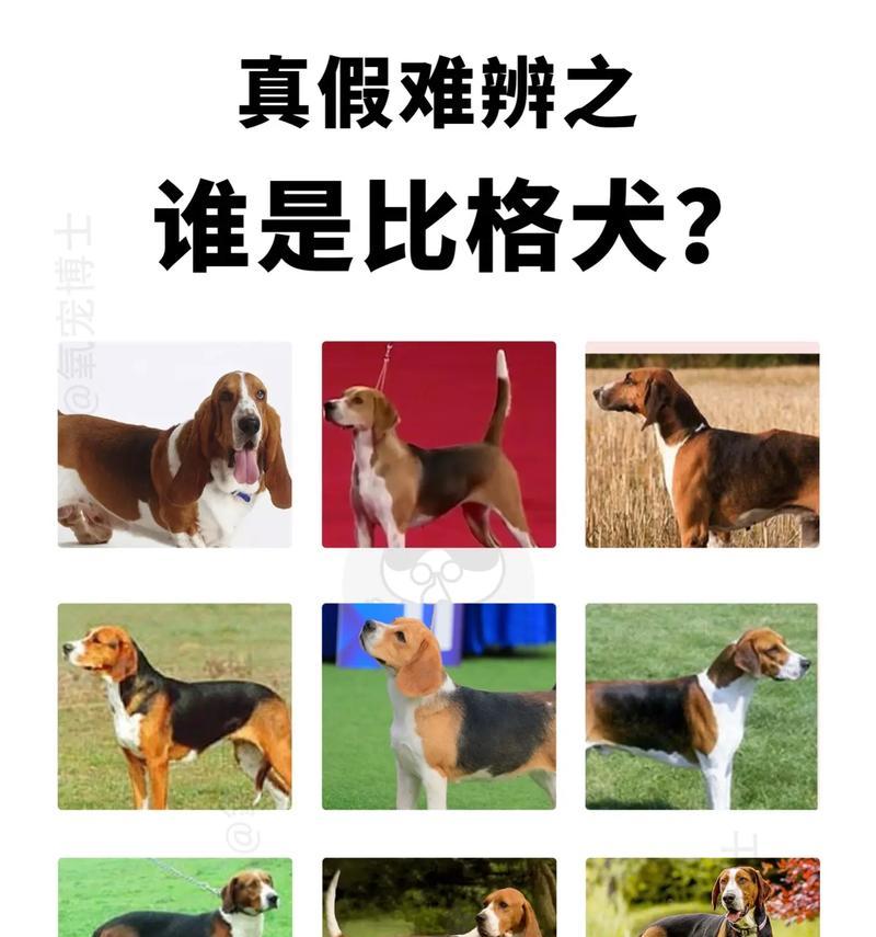 比格犬价格及比格犬与巴吉度的区别（了解比格犬价格和两种犬种的不同之处）