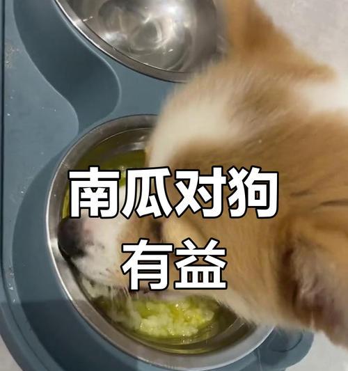 狗狗吃猪肺的好处（为宠物提供全面营养及促进健康的猪肺食谱）
