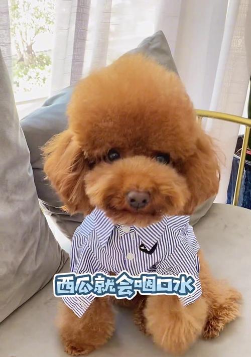 选择适合你的泰迪狗品种（探索不同泰迪品种的特点和优点）